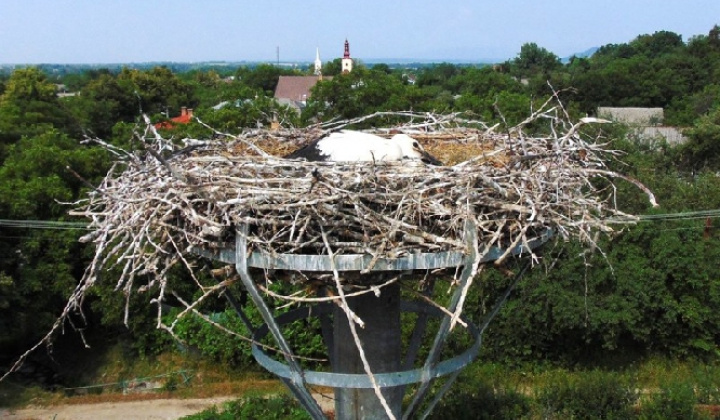 Krúžkovanie bocianov 